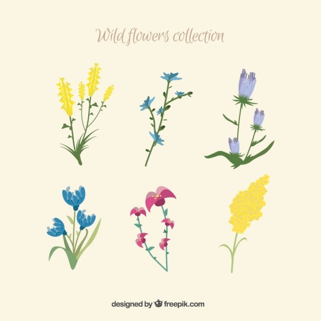 Download Kind of wild flowers Vector | Free Download