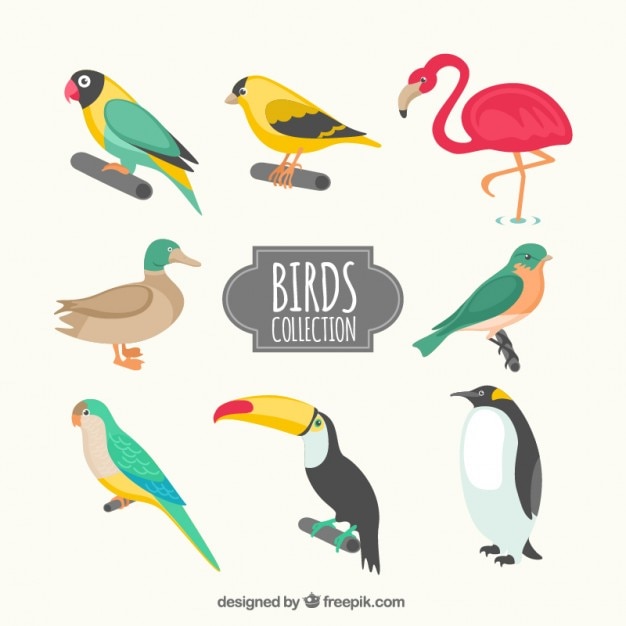 Free Vector Kinds Of Birds Collection