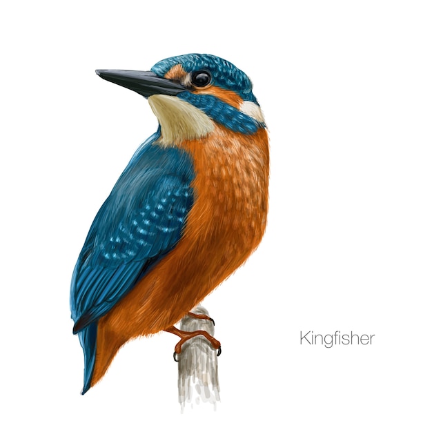 キングフィッシャーの鳥のイラスト プレミアムベクター