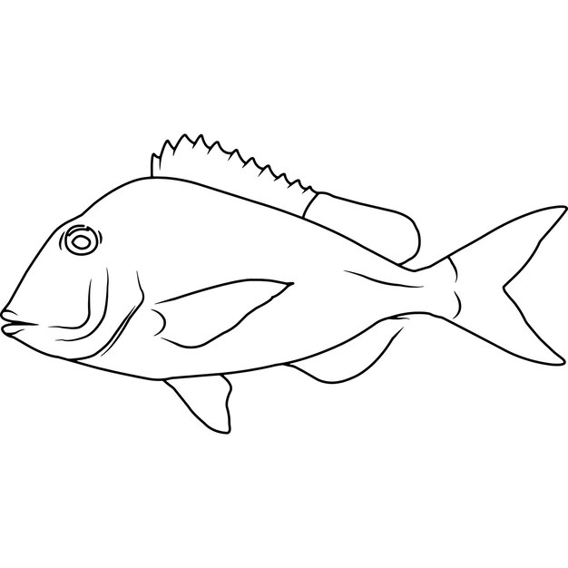 Premium Vector | Knobbed porgy hand sketched hand drawn vector clipart