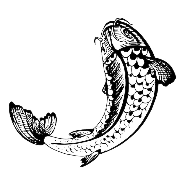 鯉鯉ヴィンテージベクトルハッチング黒モノクロイラスト白gnインクで分離 プレミアムベクター