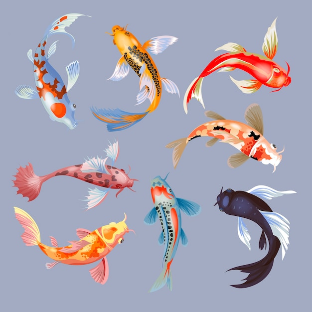 Premium Vector Koi Fish Illustration Japanese Carp And Colorful Oriental Koi In Asia Set Of Chinese Goldfish And Traditional Fishery Isolated Background