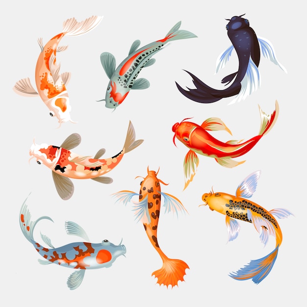 Download Koi fish illustration japanese carp and colorful oriental koi in asia set of chinese goldfish ...