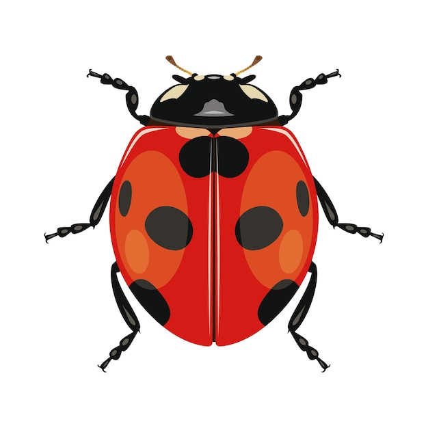 白い背景のてんとう虫またはてんとう虫 昆虫 黒赤カブトムシ プレミアムベクター