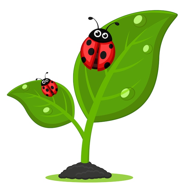 Premium Vector Ladybugs on green leaves of the plant, on a white