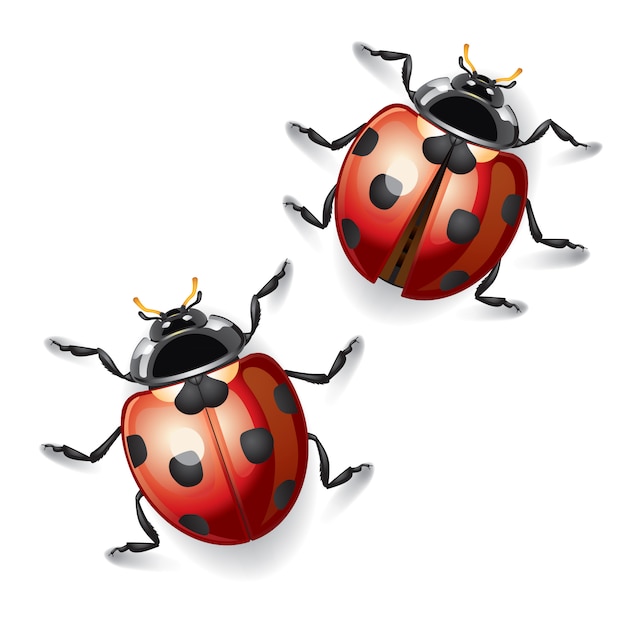 premium-vector-ladybugs-illustration