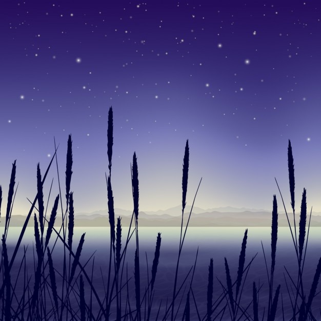Landscape in a swamp at night
