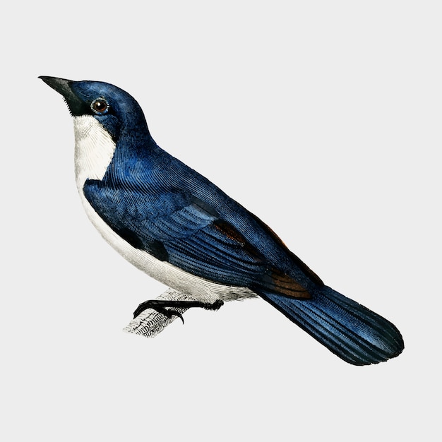 Lanius bicolor illustrated by charles dessalines d'orbigny (1806-1876). Free Vector