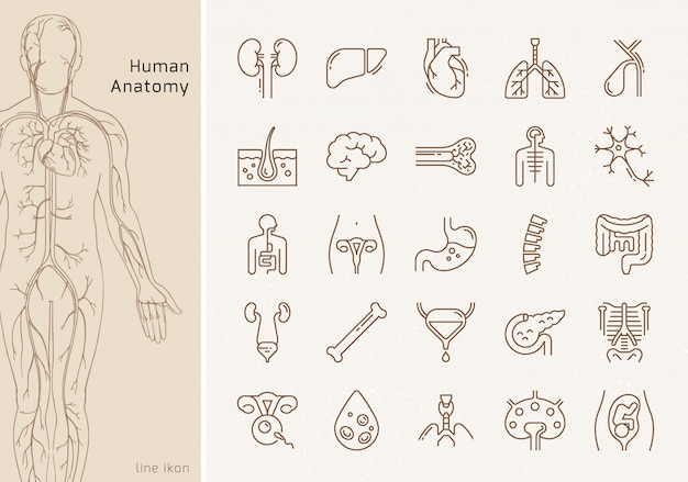 Large set of linear  icons of human internal organs with signatures. suitable for print, web and pre