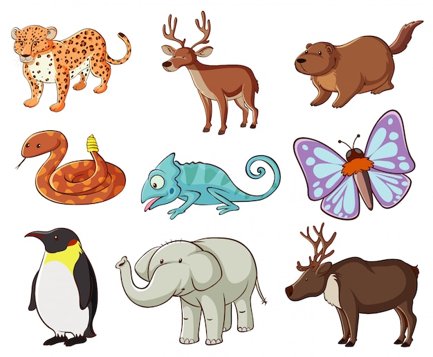 Large set of wildlife with many types of animals and insects Free Vector