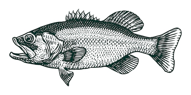 Free Free 249 Largemouth Bass Fish Svg SVG PNG EPS DXF File