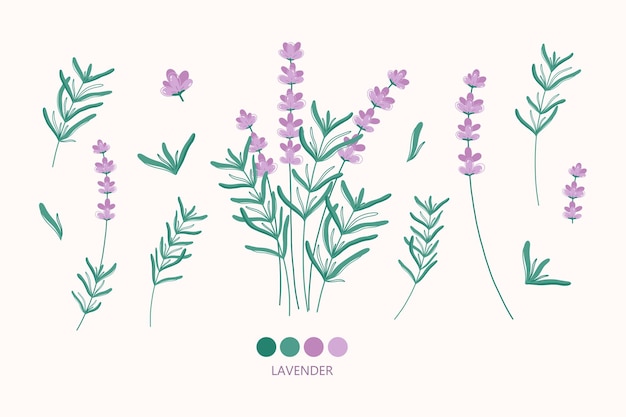 ラベンダーの花の要素 手描きのハーブのイラスト 現代の植物画 プレミアムベクター