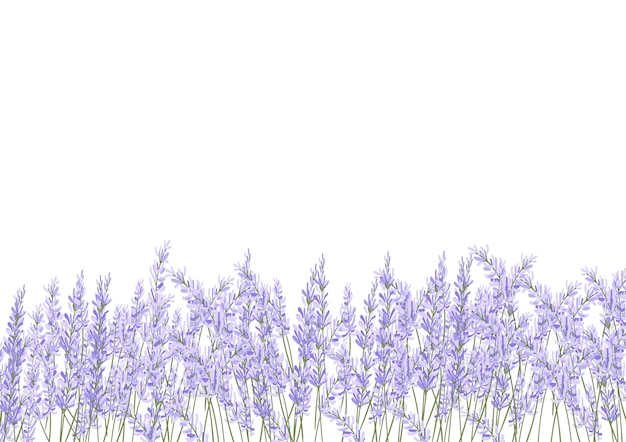 Lavender flower filed | Premium Vector