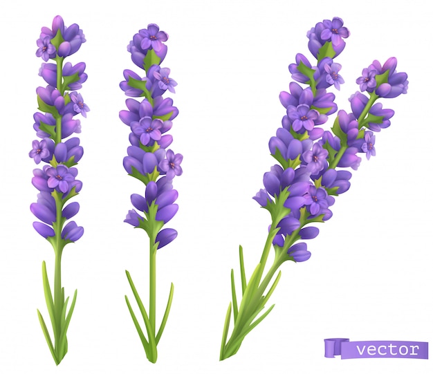 Premium Vector Lavender Flowers 3d Realistic Set