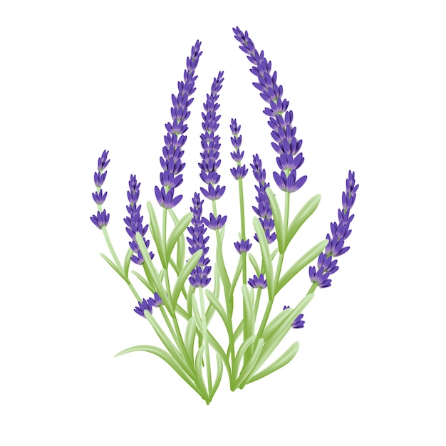  Lavender  flowers vector Premium Vector