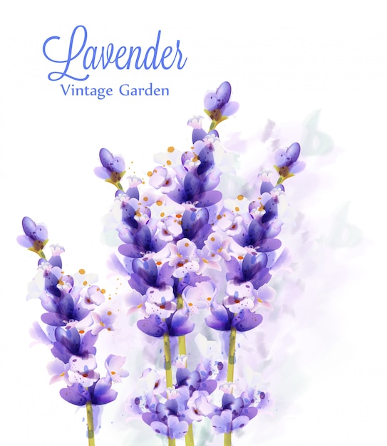 Lavender watercolor background | Premium Vector