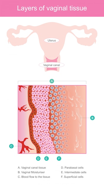 Premium Vector Layers Of Vaginal Tissue Vaginal Walls Is Elastic Tissue Layers Thick Moist