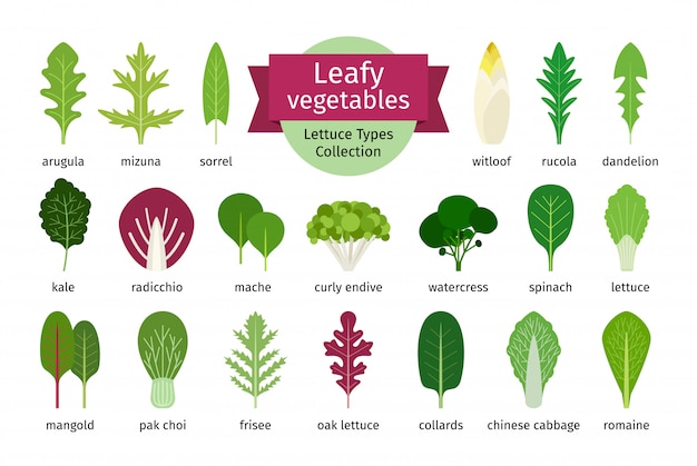 Premium Vector | Leafy vegetables