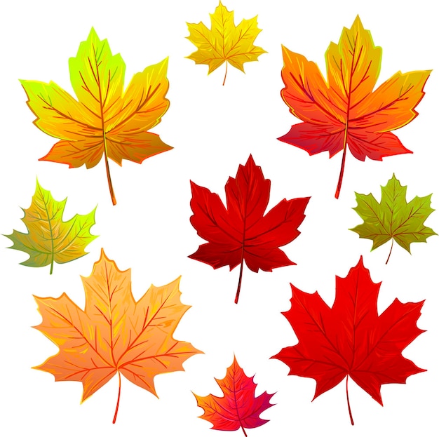 Premium Vector | Leaves on transparent background leaves from different ...