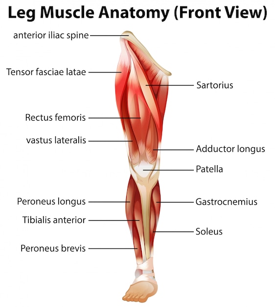 脚の筋肉の解剖学 正面図 無料のベクター