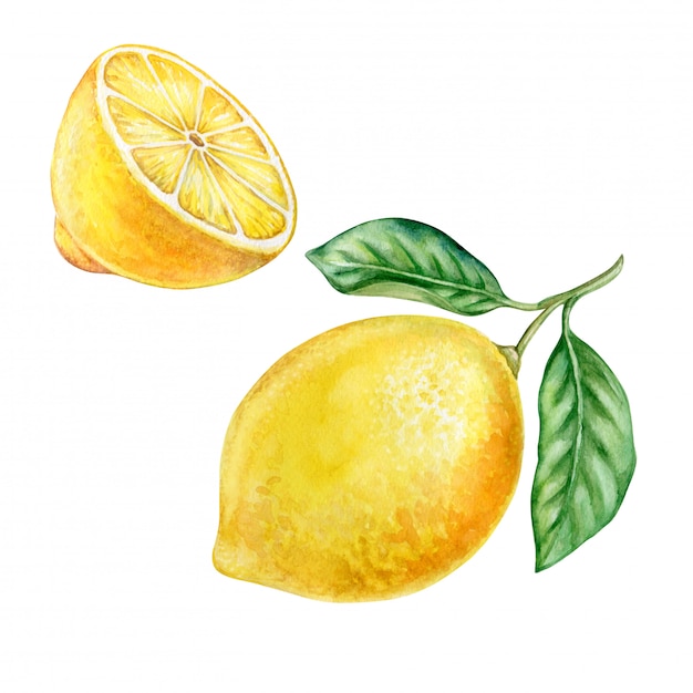 Lemons Watercolor Premium Vector