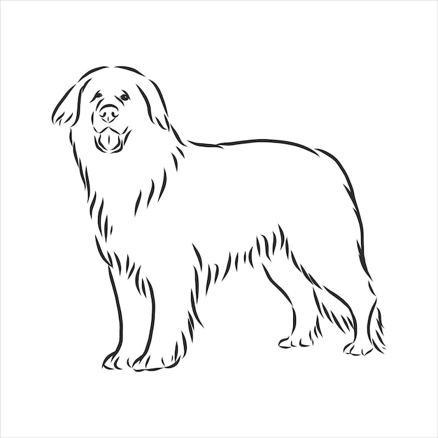 Premium Vector | Leonberg dog sketch, contour vector illustration ...