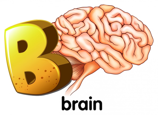 A Letter B For Brain | Free Vector