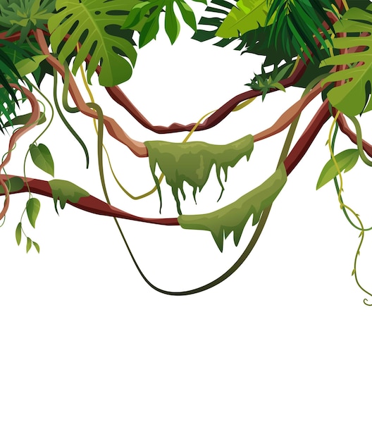 Premium Vector | Liana and vines winding branches with tropic leaves ...