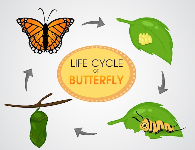 Premium Vector | Life cycle of butterfly. cartoon cute vector illustion ...