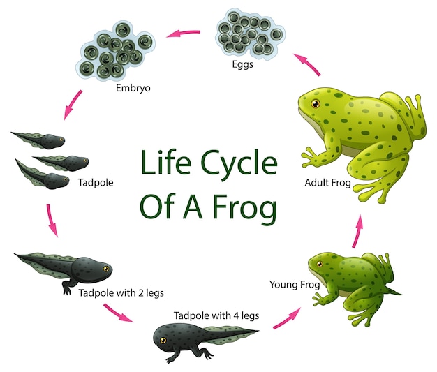 premium-vector-life-cycle-of-frog