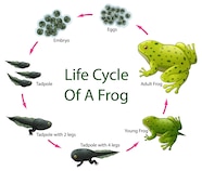 Premium Vector Life Cycle Of Frog