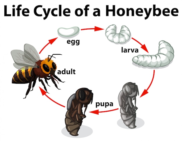 queen bee life cycle