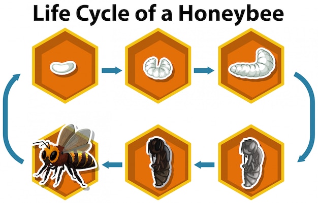 Life cycle of honeybee