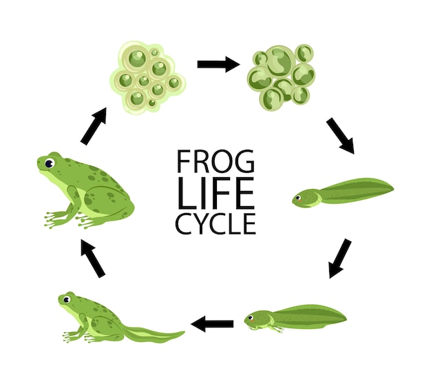 カエルのライフサイクル成体動物の受精卵ゼリーマスオタマジャクシで設定されたカエルのライフサイクルステージ プレミアムベクター