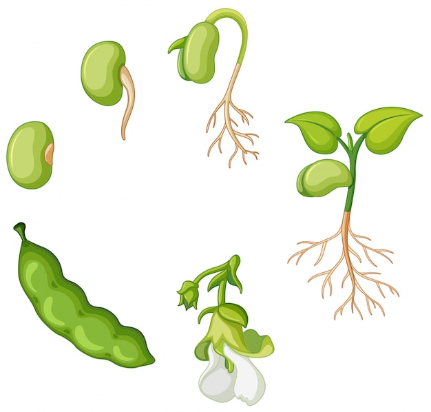 Life cycle of green bean Vector | Free Download