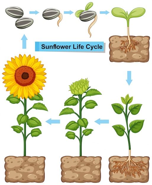 Premium Vector | Life cycle of sunflower plant