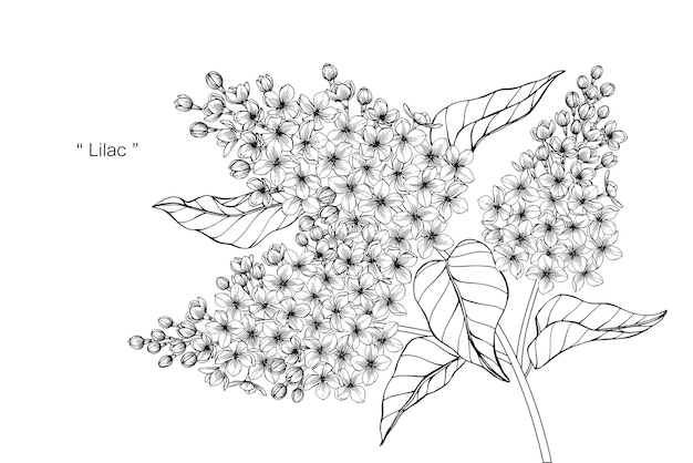 プレミアムベクター ライラックの花を描くイラスト