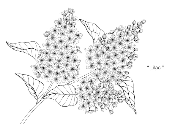 ライラックの花を描くイラスト プレミアムベクター