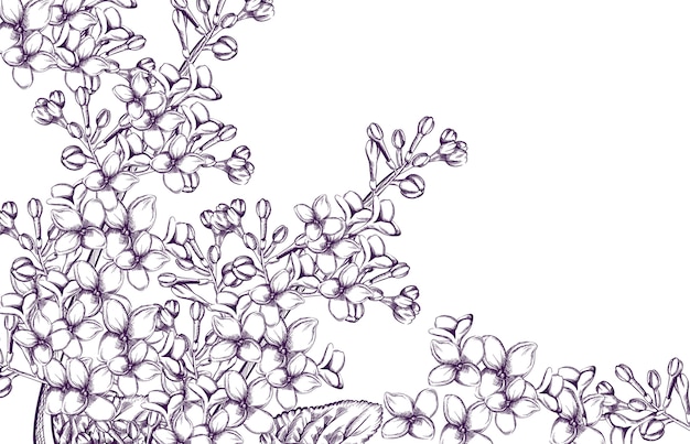 Premium Vector | Lilac flowers line art