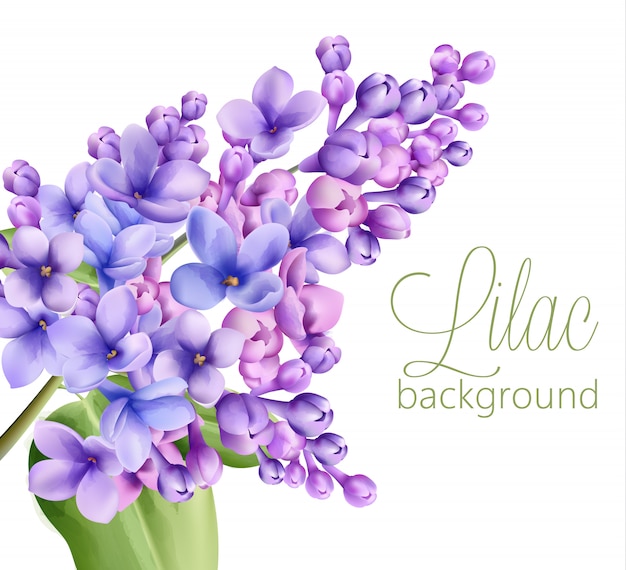 Premium Vector Lilac flowers on white background. watercolor drawing