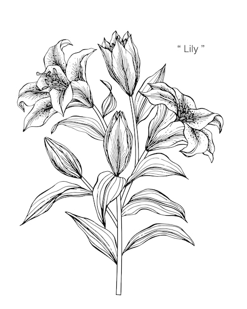 ユリの花を描くイラスト プレミアムベクター