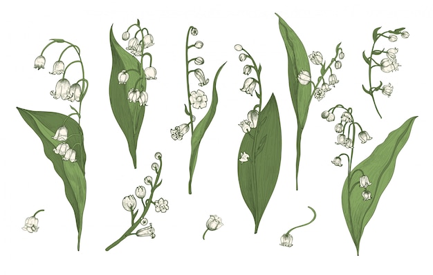 スズランの現実的なコレクション 手描きの芽 葉 茎のセット カラフルなイラスト プレミアムベクター