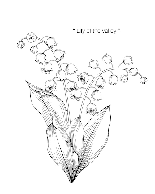 Premium Vector | Lily of the valley flower drawing illustration.