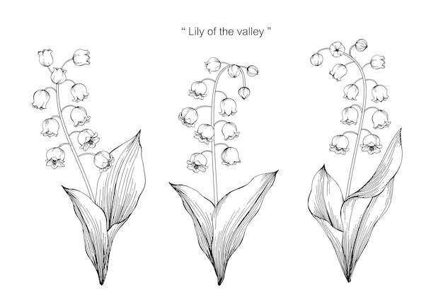 Premium Vector | Lily of the valley flower drawing illustration