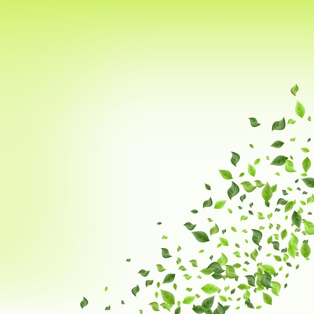 Premium Vector | Lime foliage nature vector green background concept ...