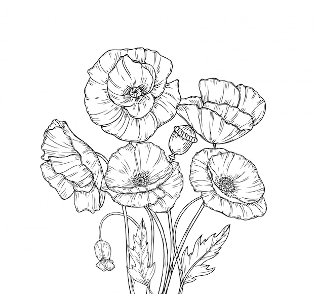 Premium Vector | Line art poppies flower sketch drawing wall artwork