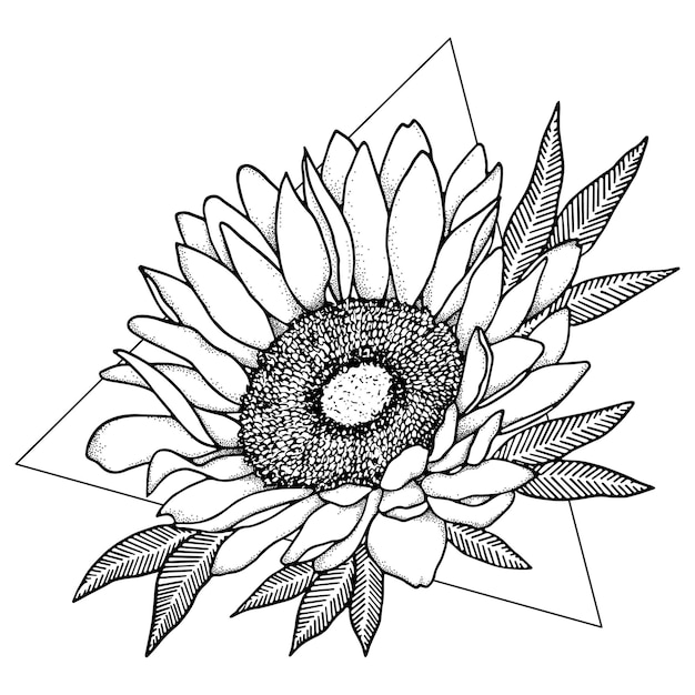 Premium Vector | Line art sunflower illustration