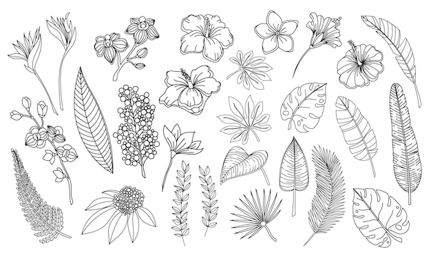 ラインアート熱帯の葉と花 森のヤシモンステラシダハワイの葉 蘭 ハイビスカス プルメリアの花の概要を説明します 手描き植物熱帯要素ベクトルイラスト プレミアムベクター