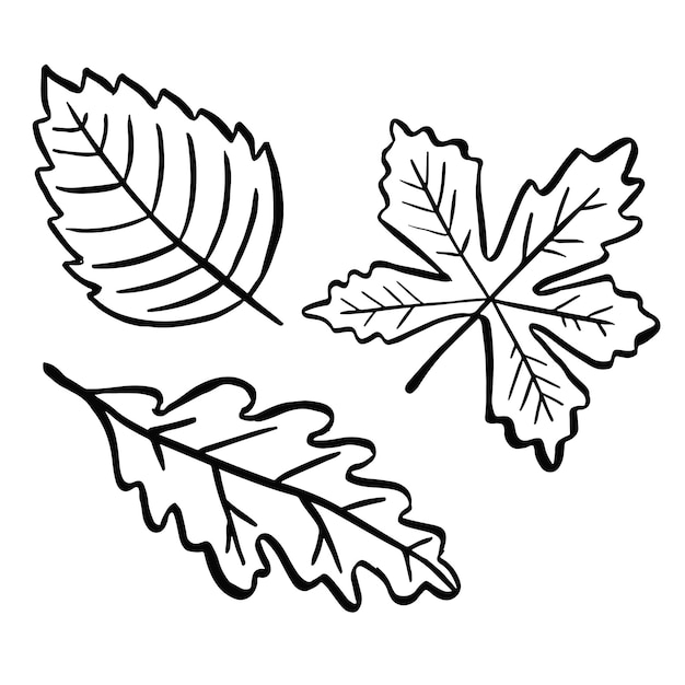 Premium Vector | Line vector autumn leaves symbol logo black