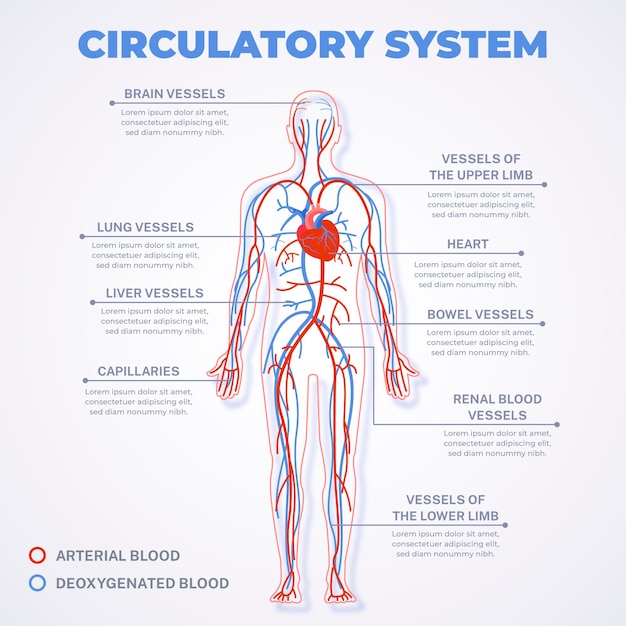 Free Vector | Linear circulatory system infographic